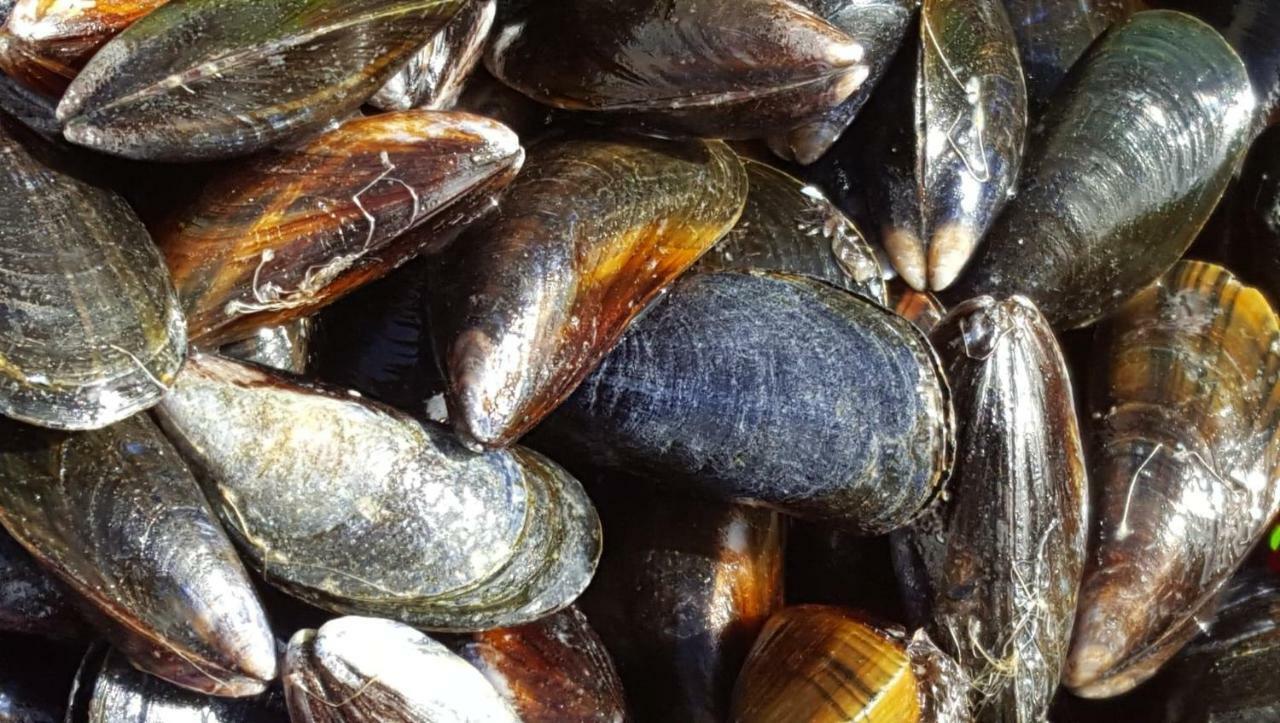 La Naturelle 119 Wimereux Eksteriør bilde